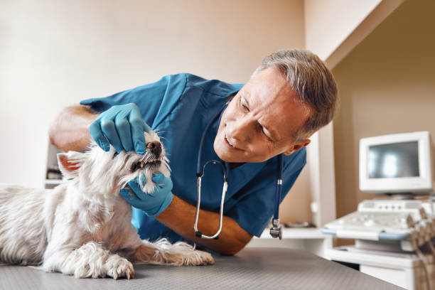 Best Urgent Care for Lost Fillings or Crowns in Jarrettsville, MD